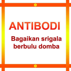 antibodi